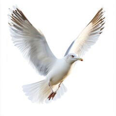White Seagull in Flight Against a White Background