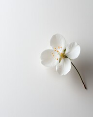 Fototapeta premium Minimalist floral composition featuring a delicate white blossom on a clean bright white background creating a serene and peaceful visual mood