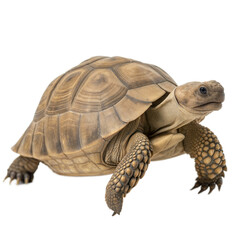 Desert Tortoise AI Generated Image