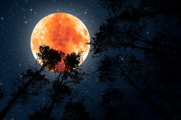 Red full moon and the starry sky in the silhouette of the tips of the trees in the forest.