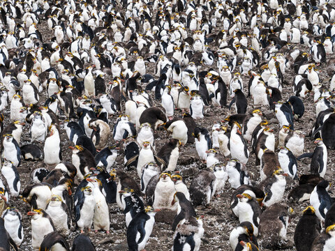 Colony of Royal Penguins on Macquarie Island