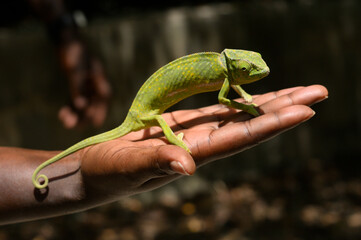 Green african chameleon hold by human hand