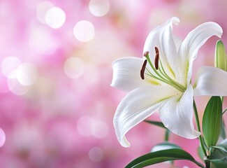 Blooming White Lily Flower on a Soft Pink Bokeh Background