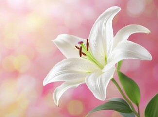 Fototapeta premium Elegant White Lily Bloom with Soft Pink Bokeh Background for Celebration