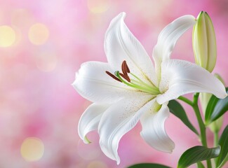 Blooming White Lily Flower with Bud on Soft Pink Bokeh Background