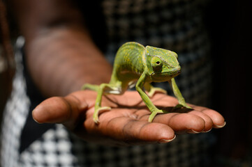 Green african chameleon hold by human hand