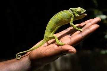 Green african chameleon hold by human hand