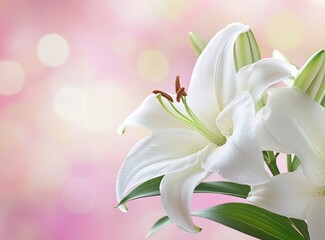 Fototapeta premium Elegant White Lily Blooms on Bokeh Background for Delicate Floral Design