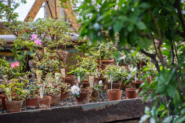 Small sprout of pink azalea blooming in hothouse. Blossoming rhododendron bush in terracotta pot in greenhouse in spring. Plant breeding and home gardening concept