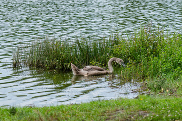 Close up view on swans walking near a lake