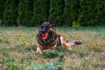 Lying beautiful german shepherd dog resting on grass