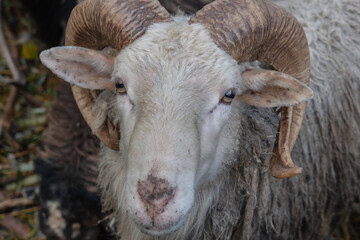 Sheep walking at the farm at warm day