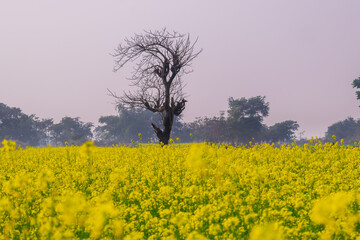 Field of mustered plants at winter.