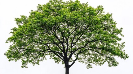 Fototapeta premium Lush green tree branches spread wide against bright white background. AI Generated