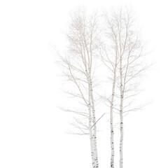 Three white birch trees stand tall in a snowy landscape. The trees are bare and stripped of leaves, giving the scene a serene and peaceful atmosphere