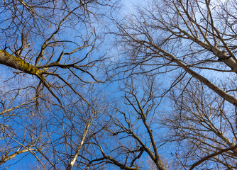 tree branches without leaves against blue sky