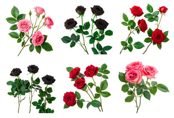 Set of multi-colored roses with green leaves isolated on a transparent background. A stunning display of pink, black, and red roses. Unique pink, black, and red floral arrangements. Rose for gardening