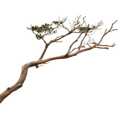 A tree branch is shown on a white background. The branch is dry and has no leaves. Concept of loneliness and emptiness, as the tree branch stands alone without any other elements in the scene