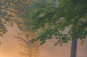 Foggy autumn landscape of forest at sunrise, Milham Park, Kalamazoo, Michigan, USA