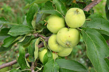 a close up of Green Apples on a Branch