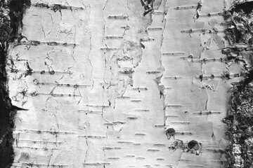 pattern of birch bark with black birch stripes