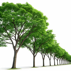 Obraz premium Lush green tree on a mound on a transparent background