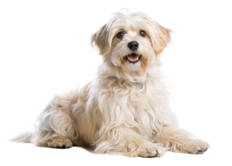 puppy on white background