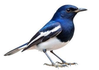 Obraz premium Doel (Oriental Magpie-Robin) – National bird of Bangladesh isolated on white background