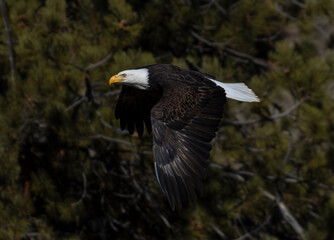 Bald Eagle in Flight