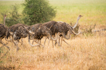 Group of Ostrich or Struthio camelus, walking to the right against a green background in a field of dry grass