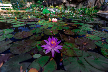 A pond with a purple flower in the middle. The pond is surrounded by green plants and has a bench in the background