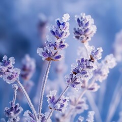 Obraz premium Lavender sprigs frozen in ice, artistic and ethereal winter display