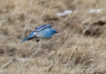 Mountain Bluebird