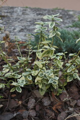 green plants growing on a gray background