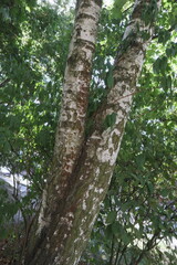 Fototapeta premium black and white birch trees with green leaves illuminated by sunlight