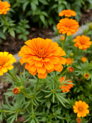 Fototapeta premium french marigolds flower