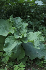 large green leaves of burdock among the green forest