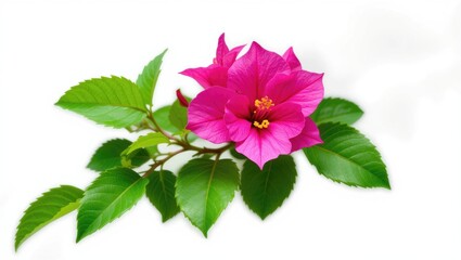 Bougainvillea Flower with Vibrant Pink Blooms and Lush Green Leaves on White Background