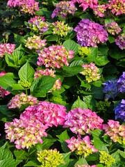 pink hydrangea flowers
