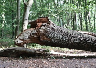broken tree lying on the ground among the forest