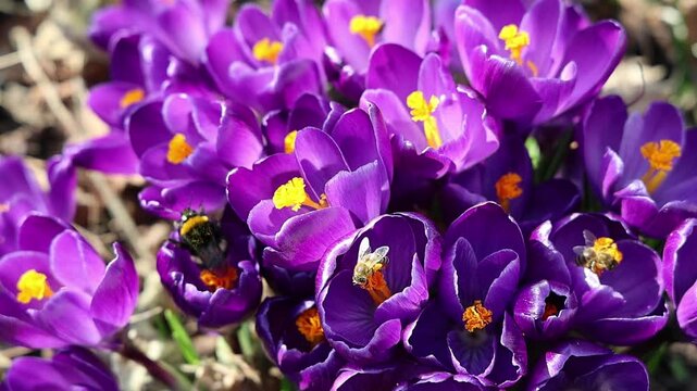 Slow motion of bees pollinating purple crocus flowers in spring