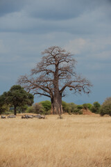 Portrait format of a giant Baobab tree, or Adansonia tree, against blue sky with lower green trees with dry grass in foreground, with a group of zebra to the left