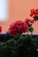 pink flowers in a garden