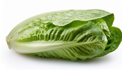 romain lettuce isolated on white