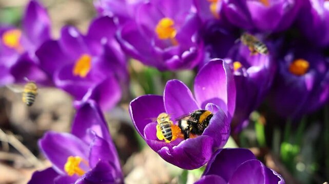 Slow motion of a bumblebee pollinating purple crocus flowers in spring