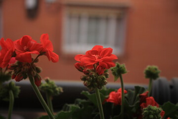 red flowers in a window