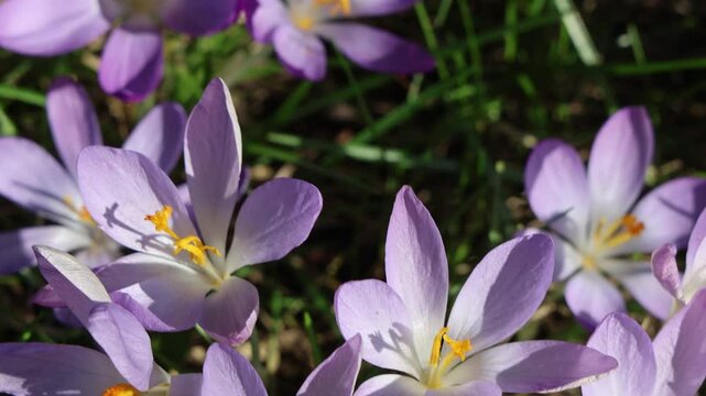Bee pollinating purple crocus flowers in spring meadow