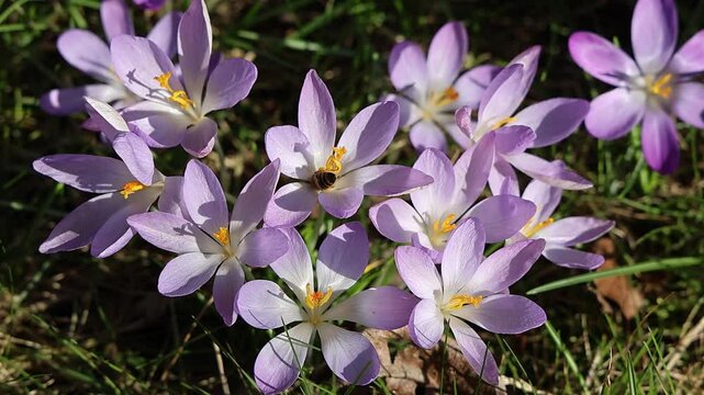 Slow motion of a bee pollinating pink crocus flowers in spring
