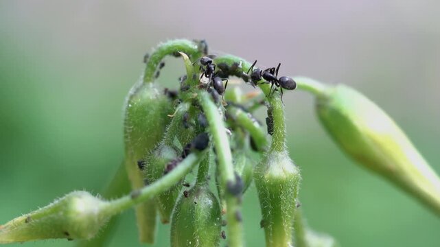 Aphids insects ants eating them destructive insects pests aphididae