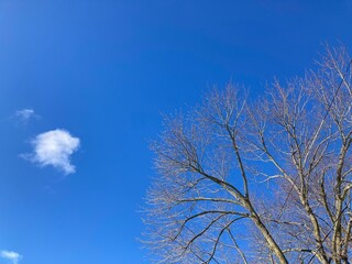 tree and blue sky
